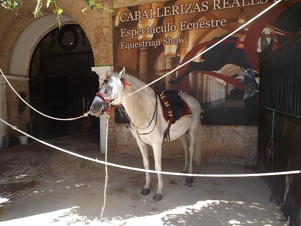 Un caballo de las Caballerizas Reales de Córdoba.